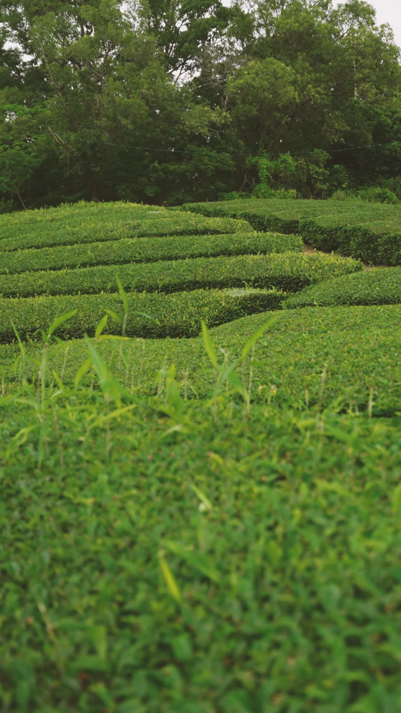Rows of green tea plants pictured in Kyo’s Matcha origin story