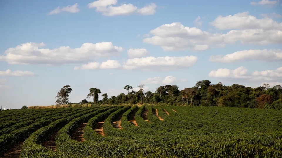 Rows of coffee plants at Fazenda Mió in Minas Gerais, Brazil
